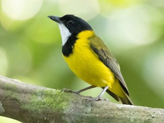  - Black-tailed Whistler (Damar)