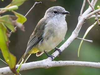 Female (Black-tailed) - Michael Sanders - ML622289570