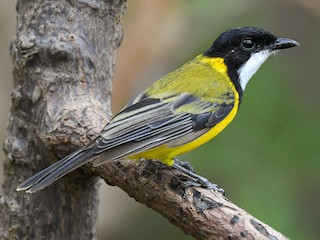 Male (Black-tailed) - Harn Sheng Khor - ML622289571