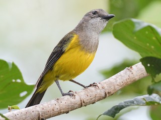 Female (Black-tailed) - Harn Sheng Khor - ML622289572