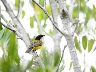 Male (Black-tailed) - Bryn Pickering - ML622289573