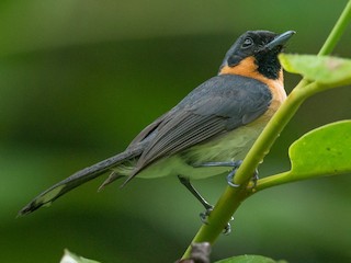 Adult (Halmahera) - Simon van der Meulen - ML622290756