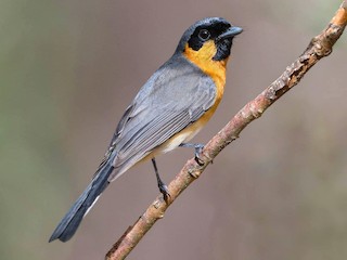 Australian Spectacled Monarch - eBird