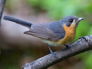  - Australian Spectacled Monarch