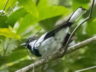  - Kolombangara Monarch