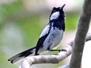  - Kolombangara Monarch