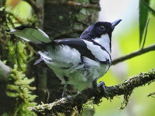  - Kolombangara Monarch