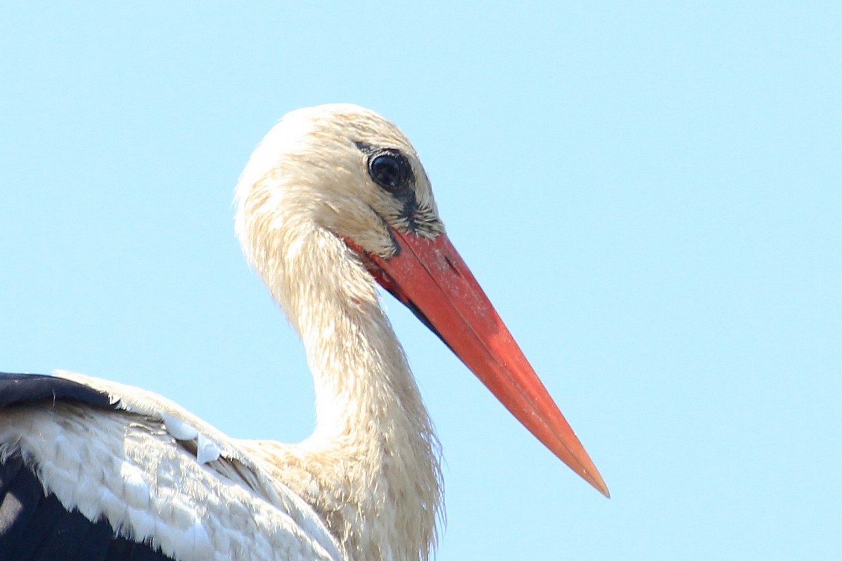 White Stork - Salih MALAKCIOGLU
