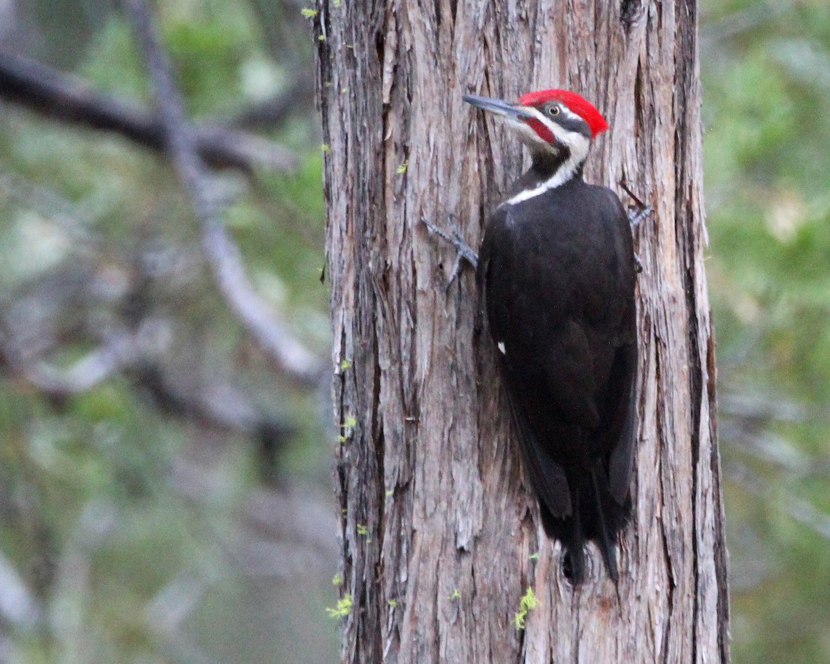 Pileated Woodpecker - Tom Slater