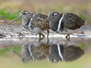 オーストラリアタマシギ - eBird