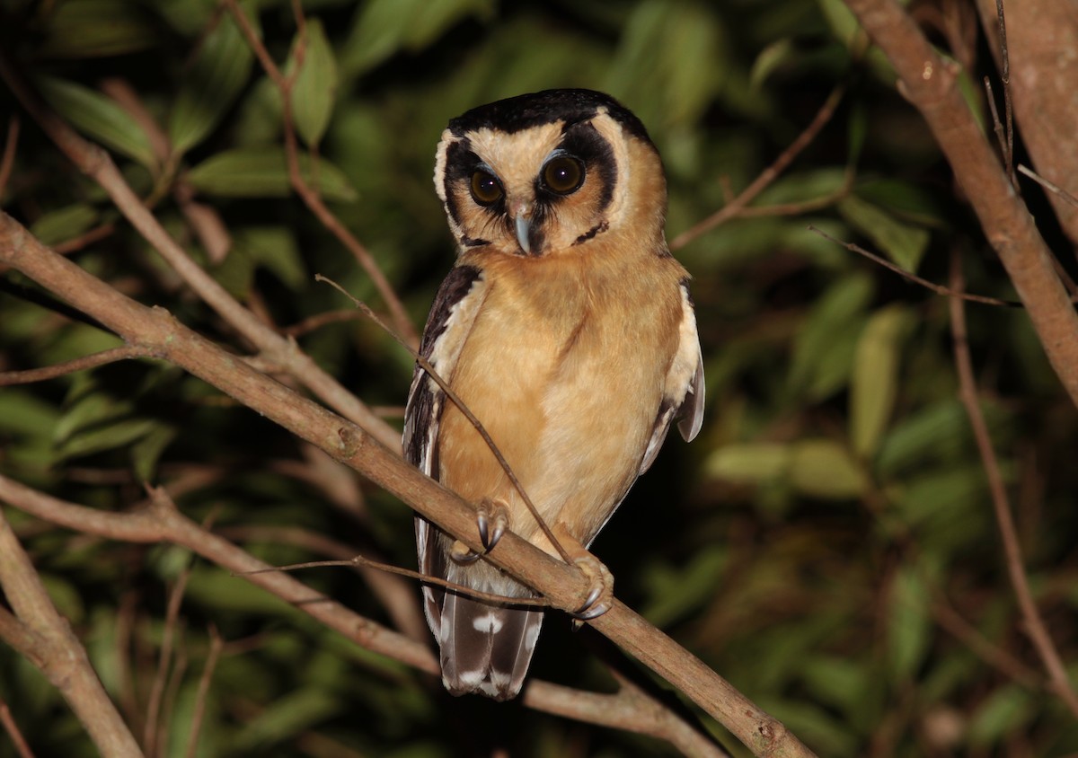 Buff-fronted Owl - ML62234821