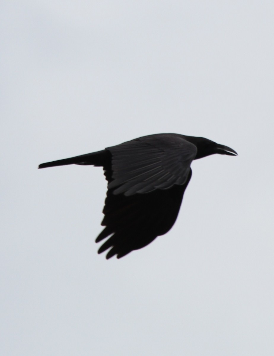 Large-billed Crow - ML62235191