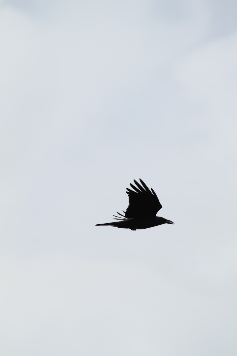 Large-billed Crow - ML62235251