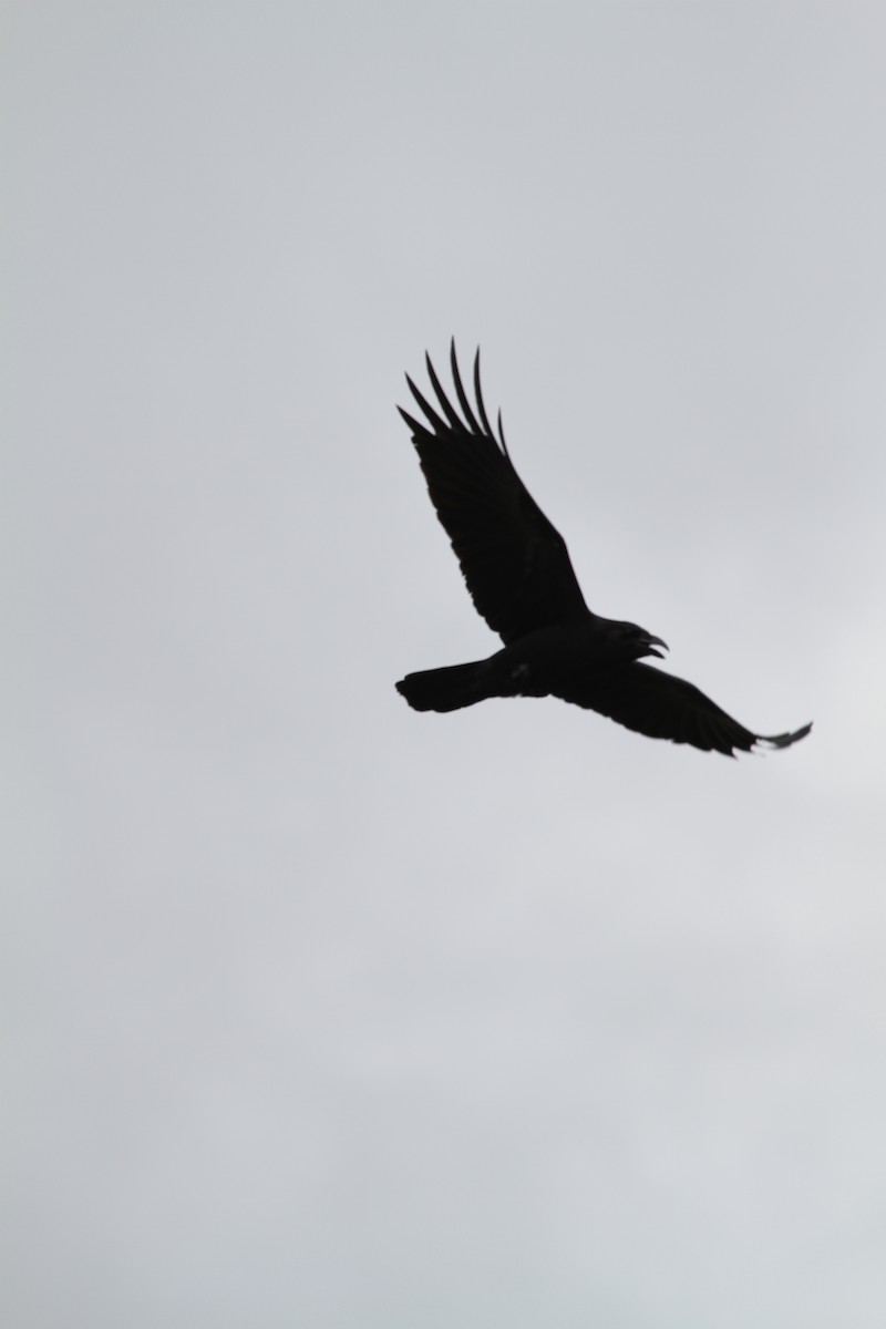 Large-billed Crow - ML62235281