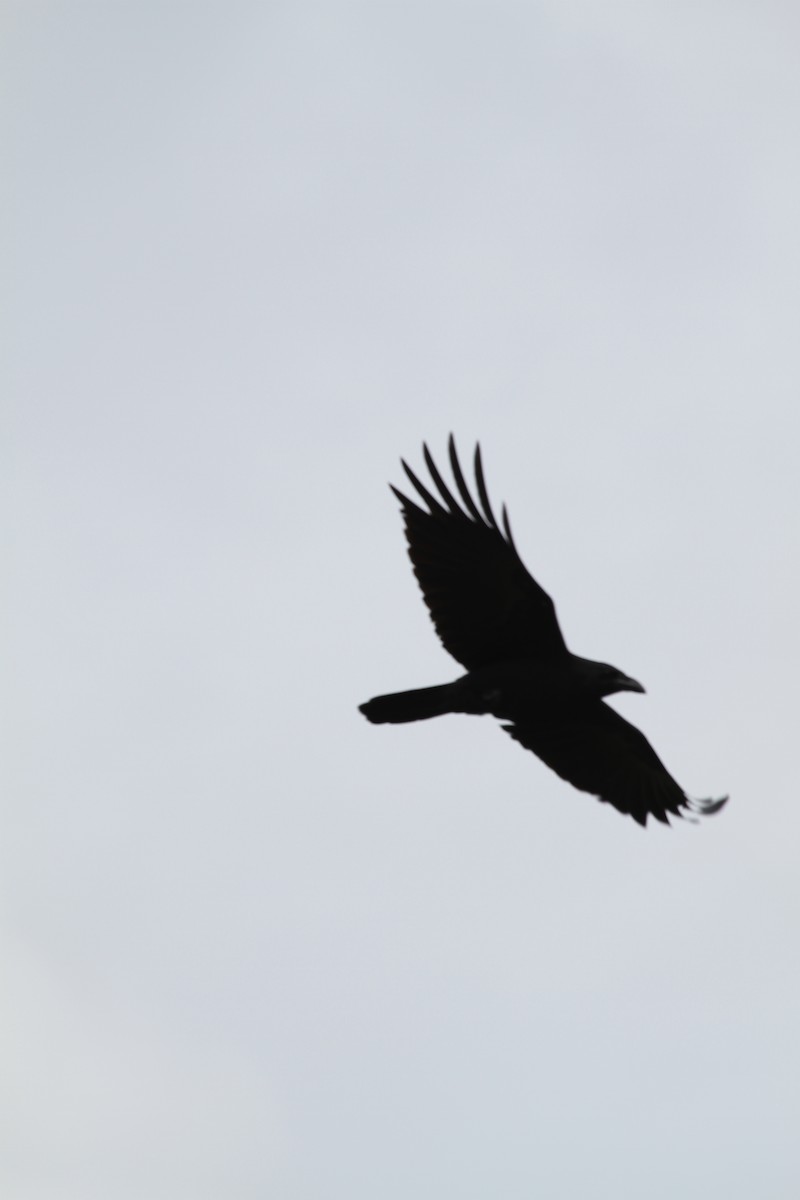 Large-billed Crow - ML62235291