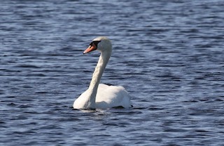 Mute Swan, ML62235521