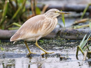  - Squacco Heron