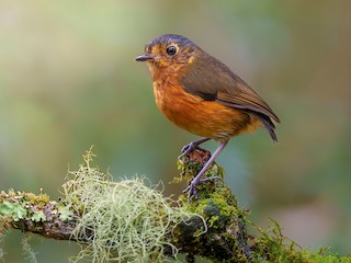  - Slate-crowned Antpitta