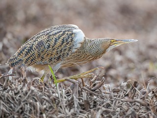  - Pinnated Bittern