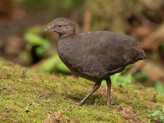  - Cinereous Tinamou