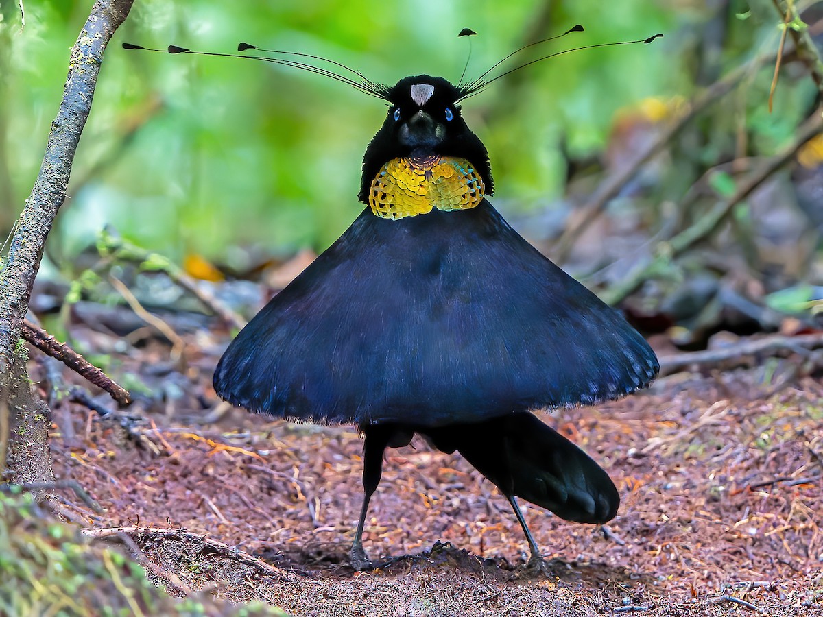 Western Parotia - Parotia sefilata - Birds of the World