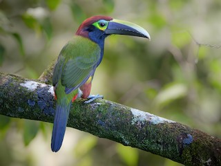  - Yellow-eared Toucanet