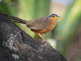  - Lesser Ground-Cuckoo