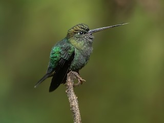  - Green-fronted Lancebill