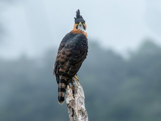  - Ornate Hawk-Eagle