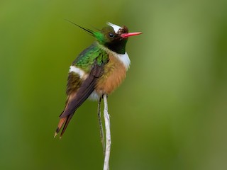  - White-crested Coquette