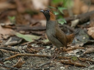  - Black-faced Antthrush