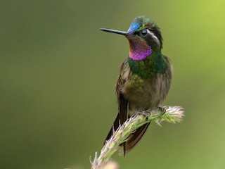  - Purple-throated Mountain-gem