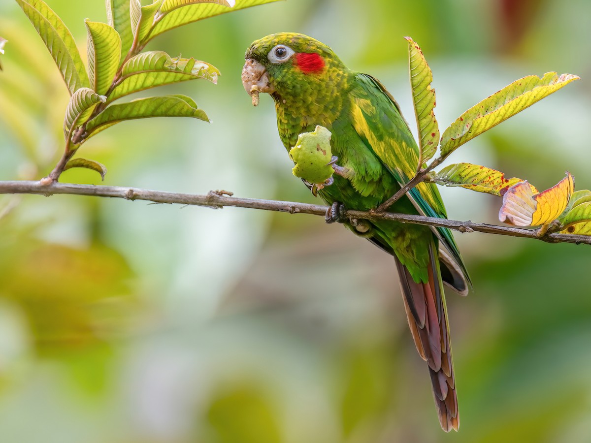 Sulphur-winged Parakeet - Pyrrhura hoffmanni - Birds of the World