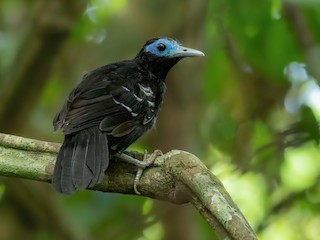  - Bare-crowned Antbird