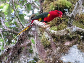  - West Papuan Lorikeet