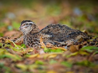  - Common Quail