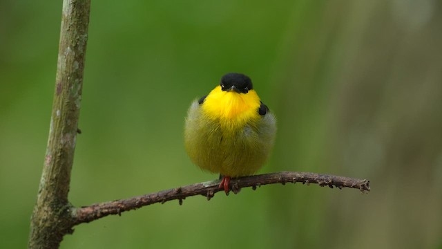  - Golden-collared Manakin