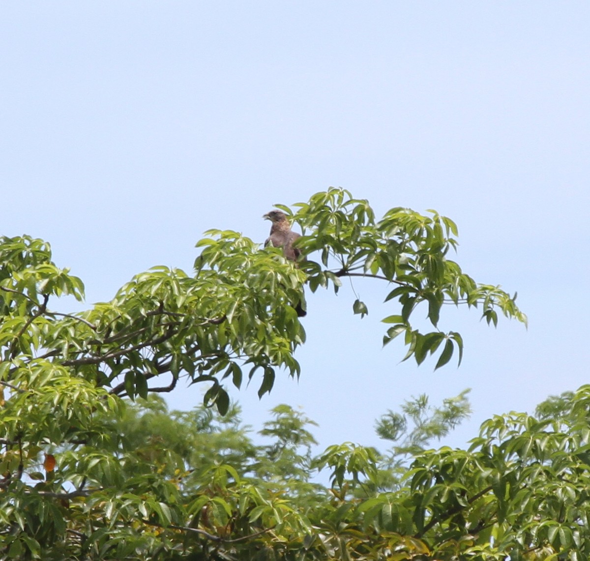 Oriental Honey-buzzard (Northern) - ML62240521