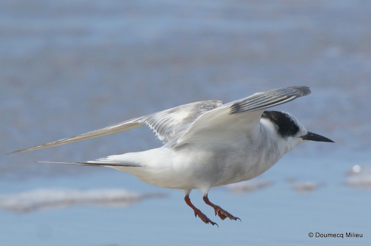 Arctic Tern - Ricardo  Doumecq Milieu