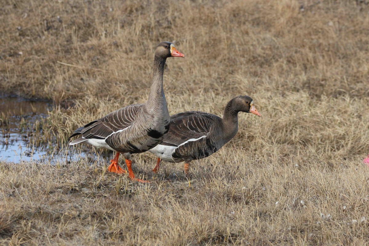 Greater White-fronted Goose - ML62241061