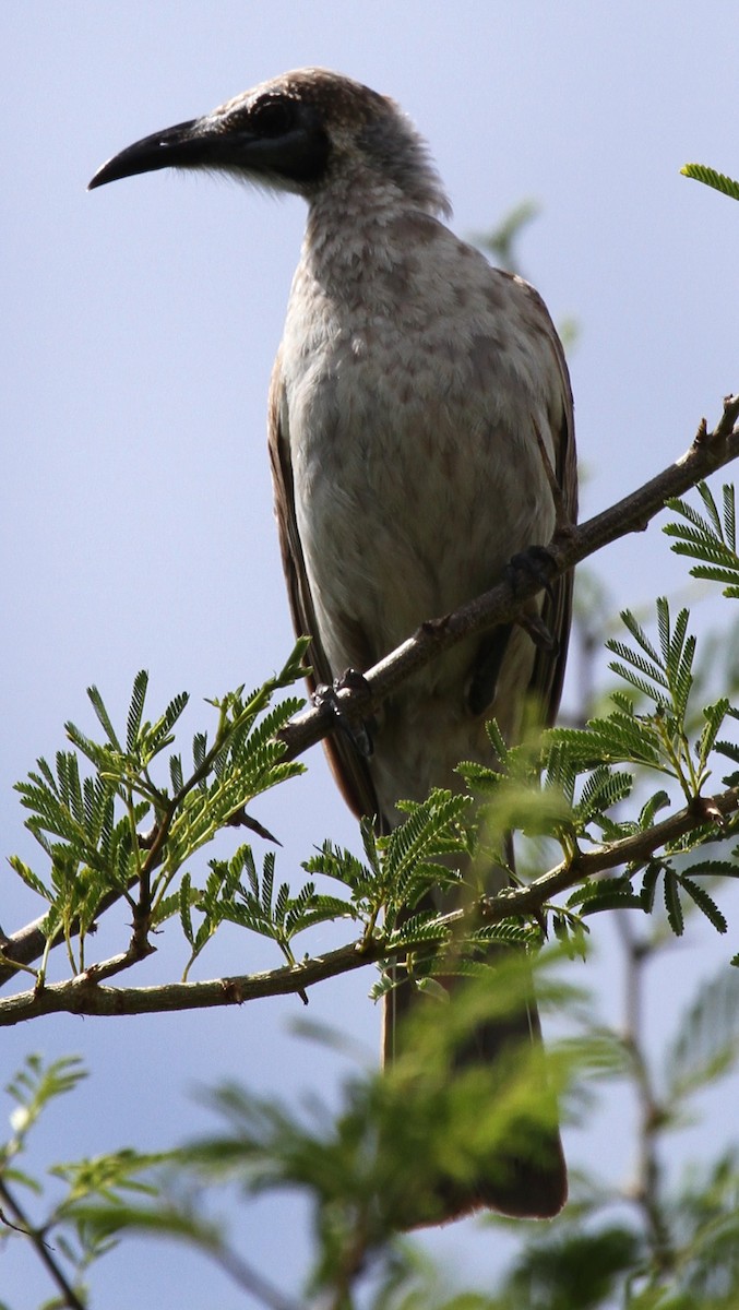 Gray Friarbird - ML62241591