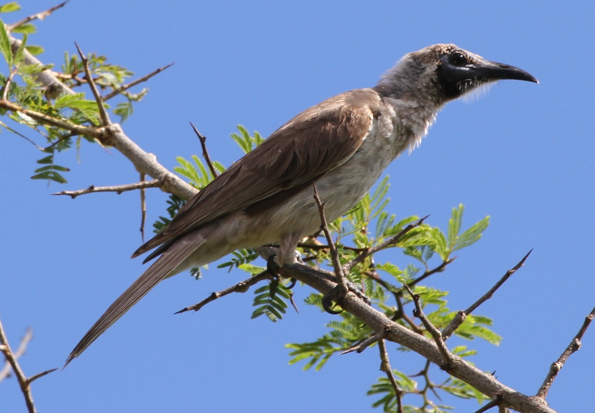 Gray Friarbird - Philemon kisserensis - Birds of the World