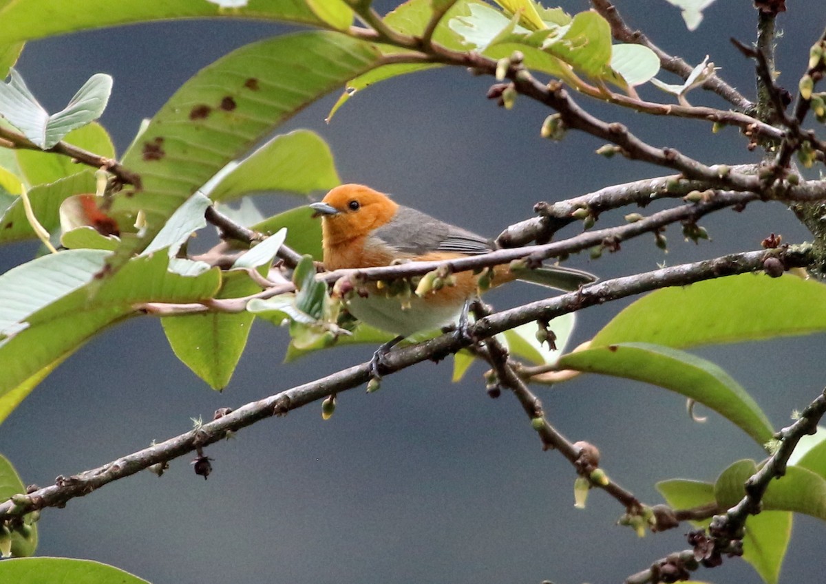 Rufous-chested Tanager - John Drummond