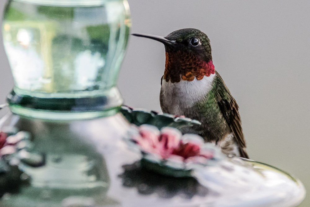 Ruby-throated Hummingbird - Jean-Guy Papineau