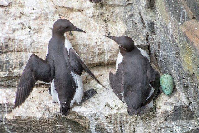 Nest site with egg. - Common Murre - 