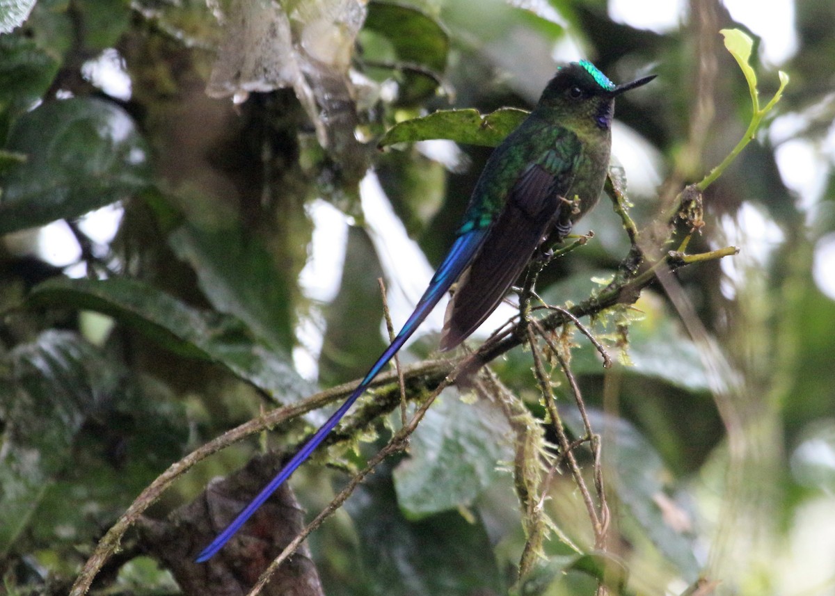 Violet-tailed Sylph - ML62242431