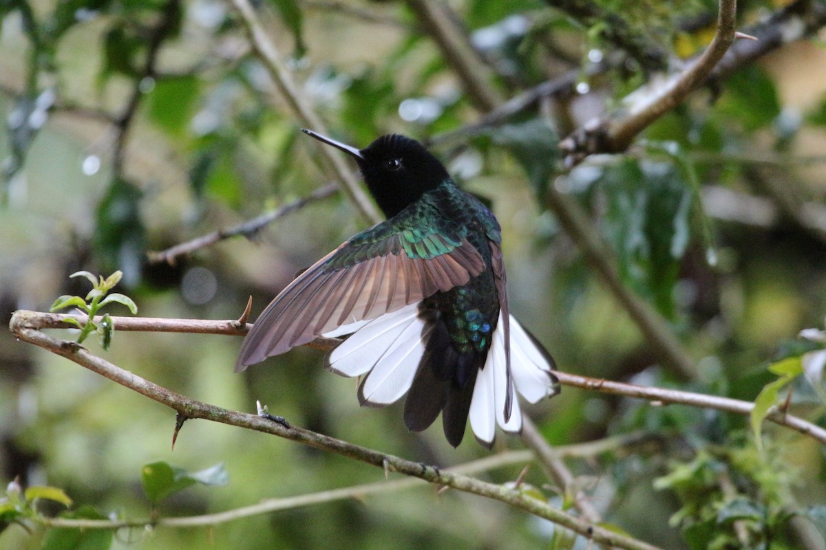 kolibřík hyacintový - ML62242651