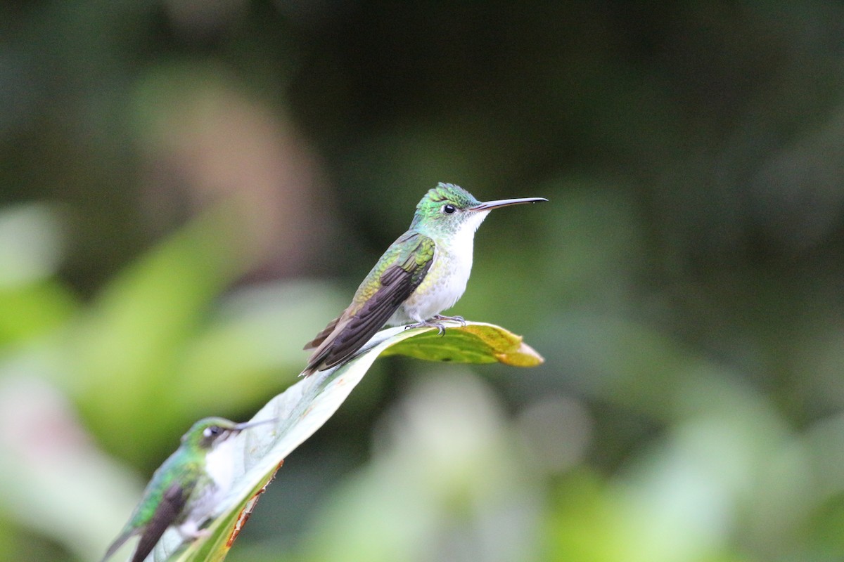 kolibřík andský - ML62243331