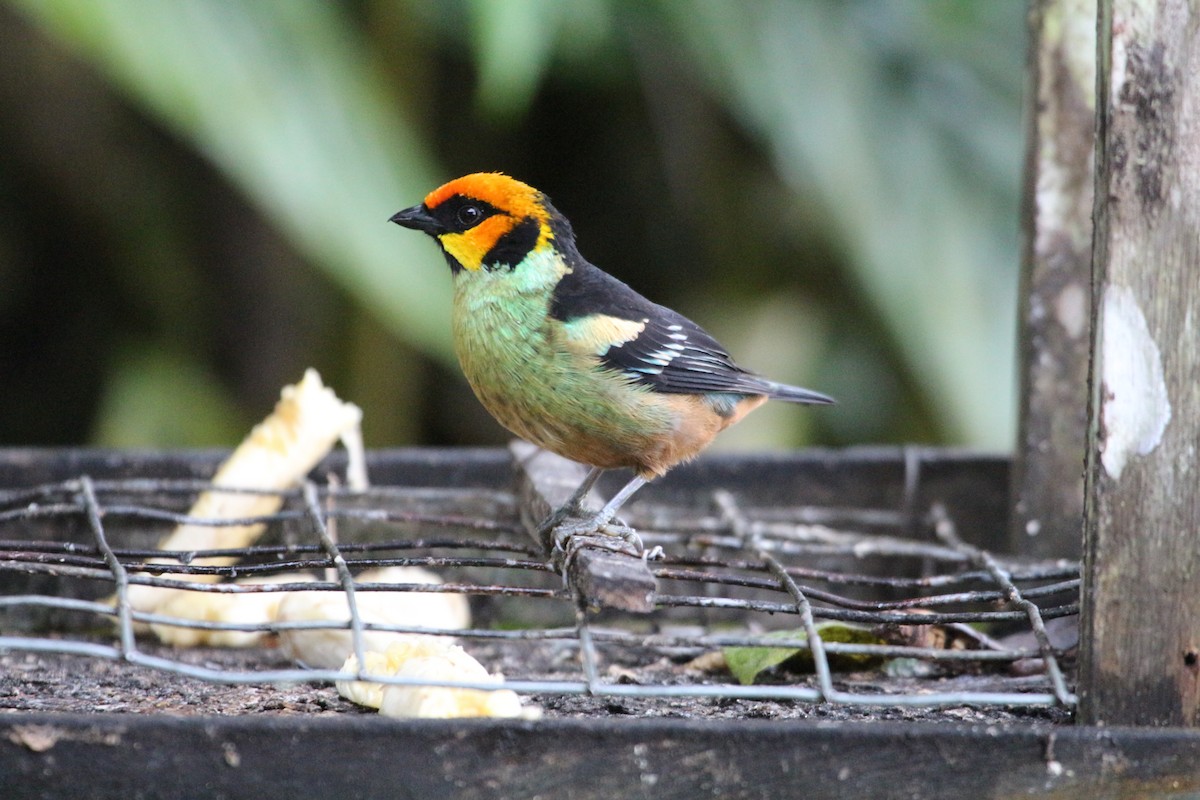 Flame-faced Tanager - John Drummond