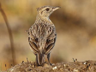 Adult (Rufous-naped) - Holger Teichmann - ML622436154